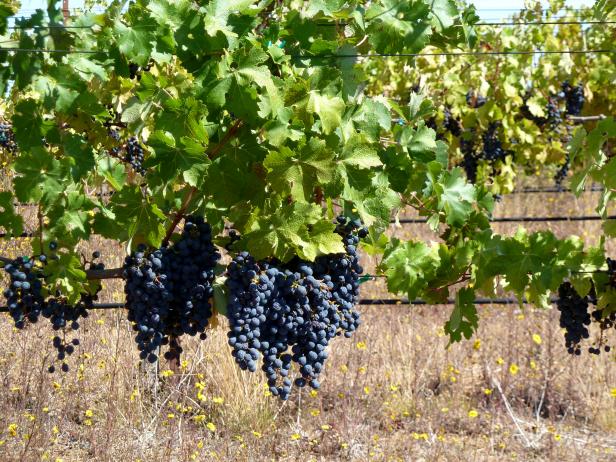 Santa Cruz, California's Wine Country Santa Cruz, California's Wine Country