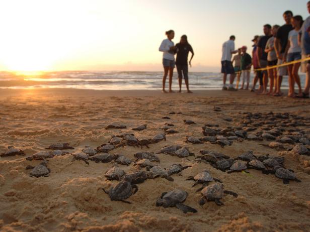  Baby Turtles, South Padre Island