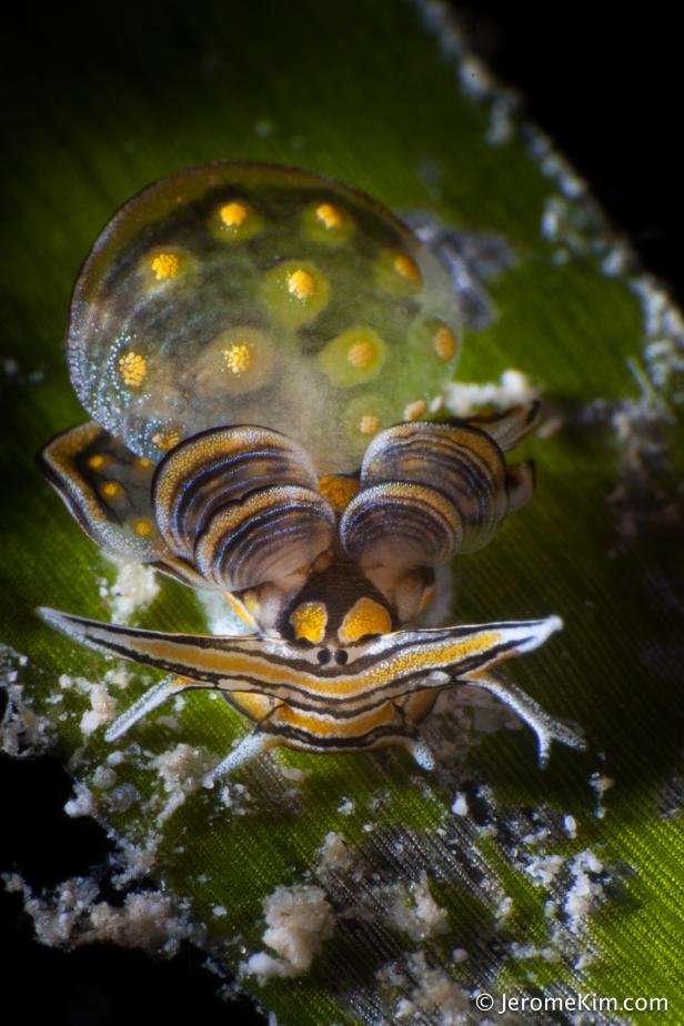 Butterfly Slugs Found in the Philippines Butterfly Slugs Found in the Philippines