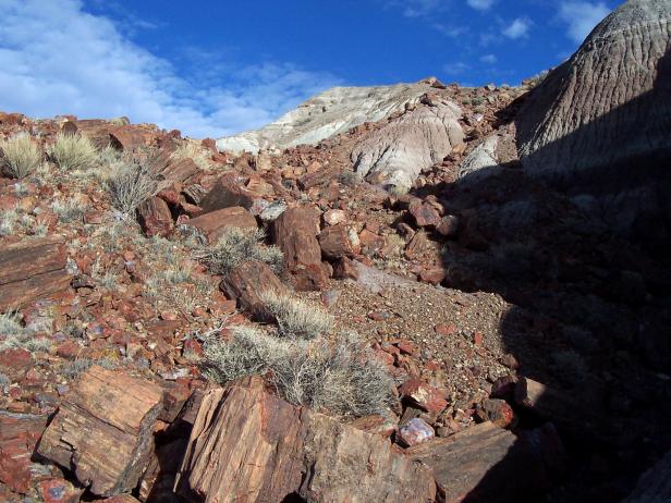 Petrified Forest National Park Petrified Forest National Park