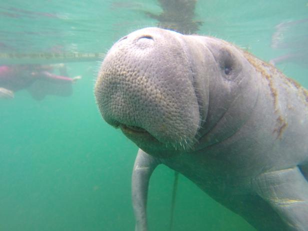 A Manatee in Crystal Springs State Park, Florida A Manatee in Crystal Springs State Park, Florida
