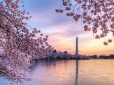 National Cherry Blossom Festival 