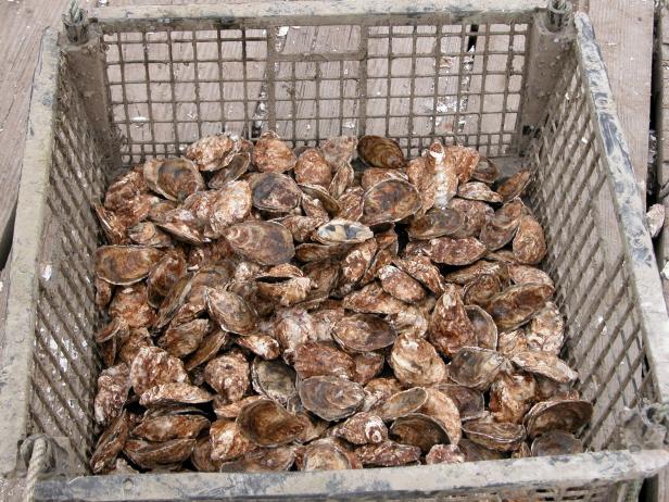 Atlantic Oysters Atlantic Oysters