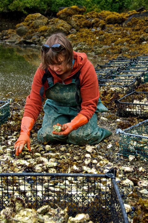 Oysters From Tokeen Bay, Alaska Oysters From Tokeen Bay, Alaska