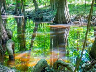 cypress forest and swamp of Congaree National Park in South Carolina