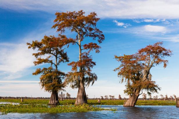 Swamp Cypress Trees (Taxodium distichum) in Autumn Colors, Atchafalaya Basin, Louisiana, USA