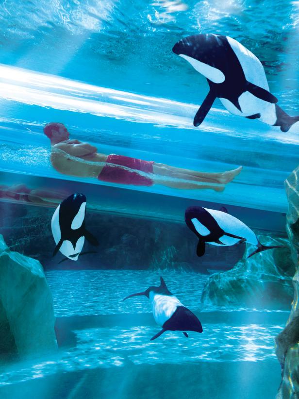 Dolphin Plunge Ride, Aquatica Orlando Dolphin Plunge Ride, Aquatica Orlando
