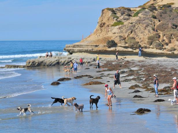 Del Mar Dog Beach Del Mar Dog Beach