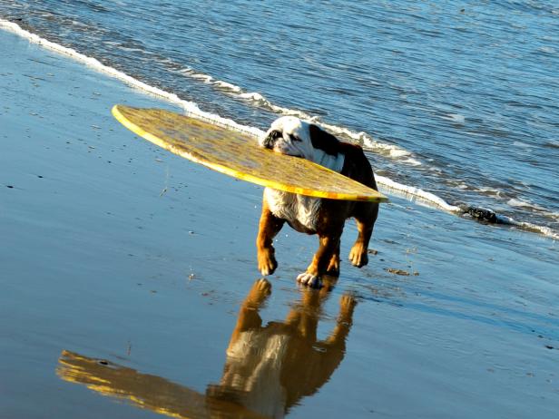 Dog With Surfboard