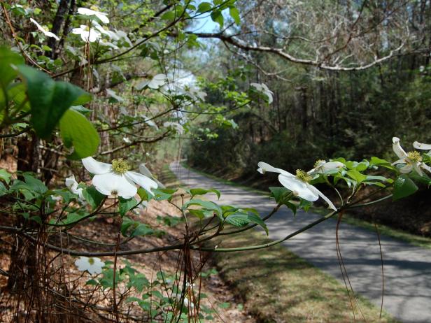 Longleaf Trace Rail Trail Longleaf Trace Rail Trail
