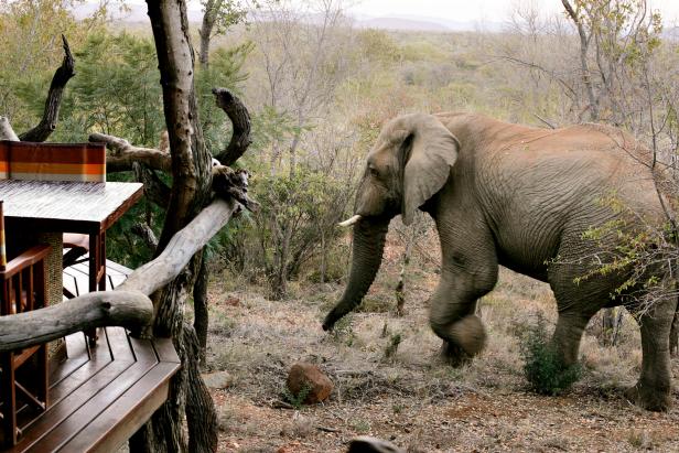 An elephant walks past a structure at an African safari camp.