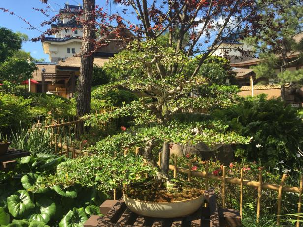 Bonsai Tree in Epcot's Japan