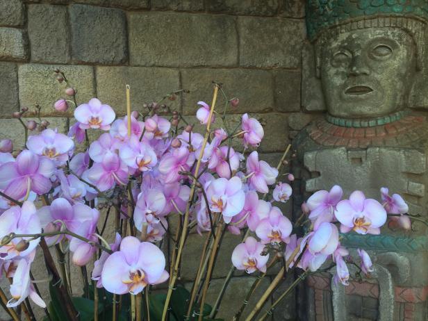 Orchids in Epcot's Mexicon Orchids in Epcot's Mexicon