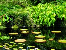Fairfield Tropical Botanic Garden in Miami, Florida