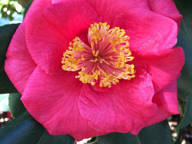Camellia in Savannah Square Camellia in Savannah Square