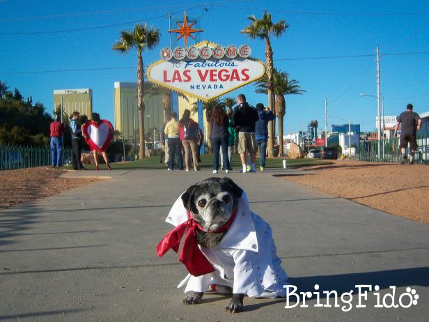 BringFido Travel App BringFido Travel App