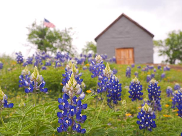 Bluebonnets in Fredericksburg, Texas Bluebonnets in Fredericksburg, Texas