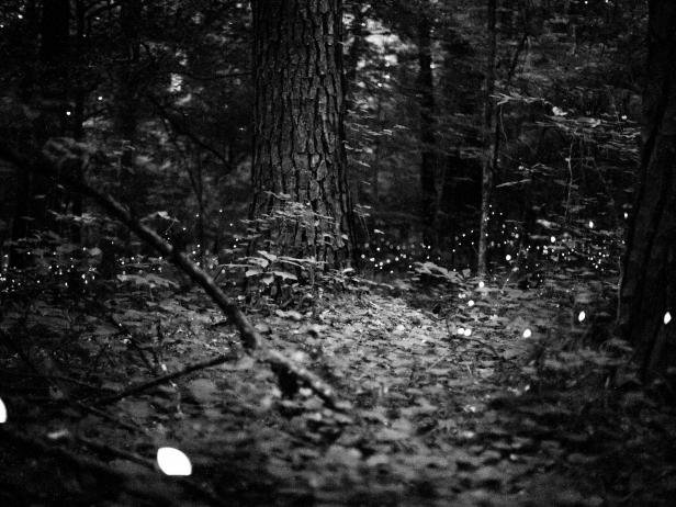Fireflies in Congaree National Park Fireflies in Congaree National Park