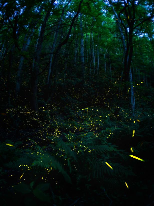 synchronous fireflies synchronous fireflies