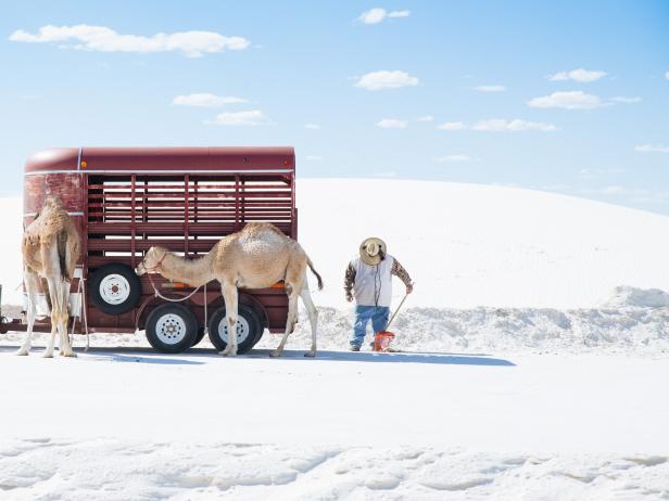 Camels at White Sands National Park Camels at White Sands National Park
