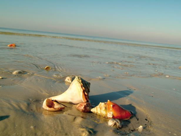 Seashells on Beach Seashells on Beach