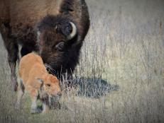 Experience South Dakota's annual buffalo roundup.