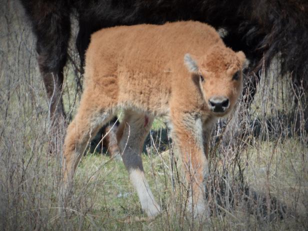 South Dakota's Custer State Park Buffalo Roundup South Dakota's Custer State Park Buffalo Roundup