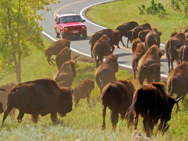 South Dakota's Custer State Park Buffalo Roundup South Dakota's Custer State Park Buffalo Roundup
