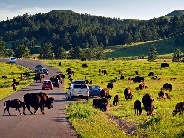 South Dakota's Custer State Park Buffalo Roundup South Dakota's Custer State Park Buffalo Roundup