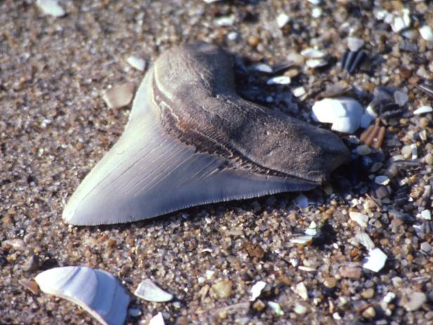 Shark's Tooth at Calvert Cliffs State Park, Maryland Shark's Tooth at Calvert Cliffs State Park, Maryland
