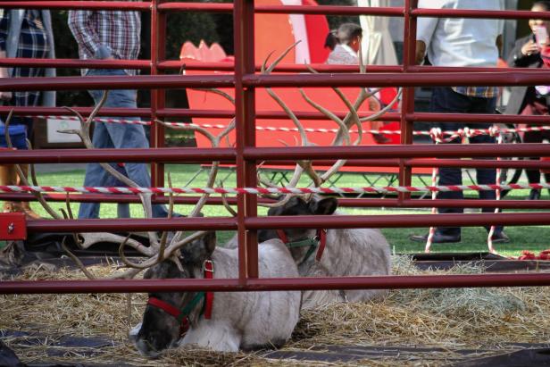 Reindeer Reindeer