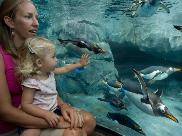 Tennessee Aquarium, Chattanooga Tennessee Aquarium, Chattanooga