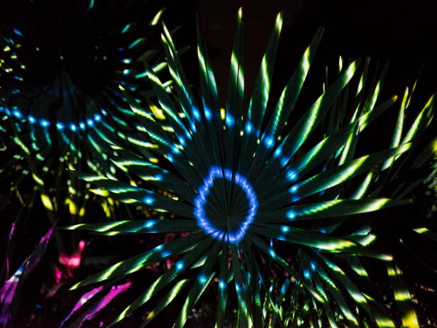 A flower-like design in LED lighting at Longwood Gardens' Nightscape exhibition