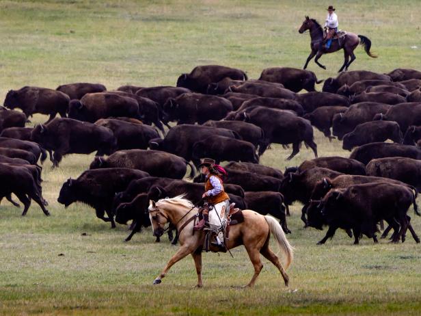 South Dakota Bison Roundup South Dakota Bison Roundup