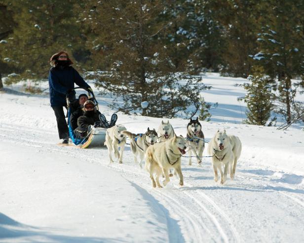 dogsledding dogsledding