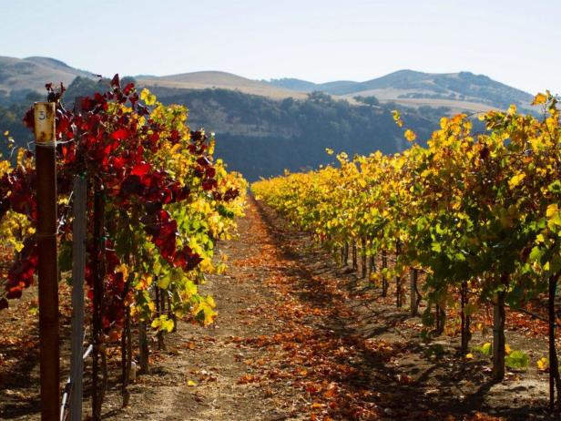 Rancho Sisquoc Vineyard Rancho Sisquoc Vineyard