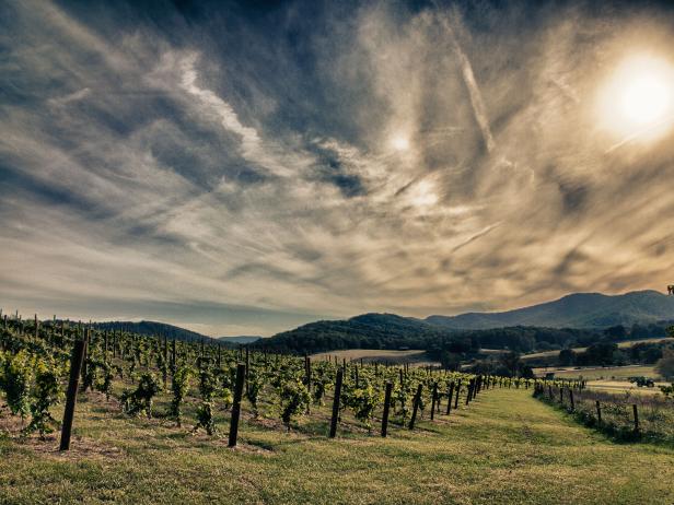 Pippin Hill Vineyard Pippin Hill Vineyard