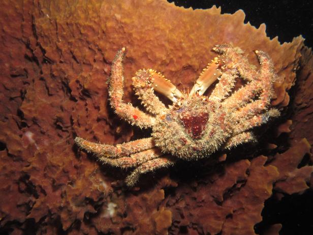 Crab Underwater, St. Croix Crab Underwater, St. Croix