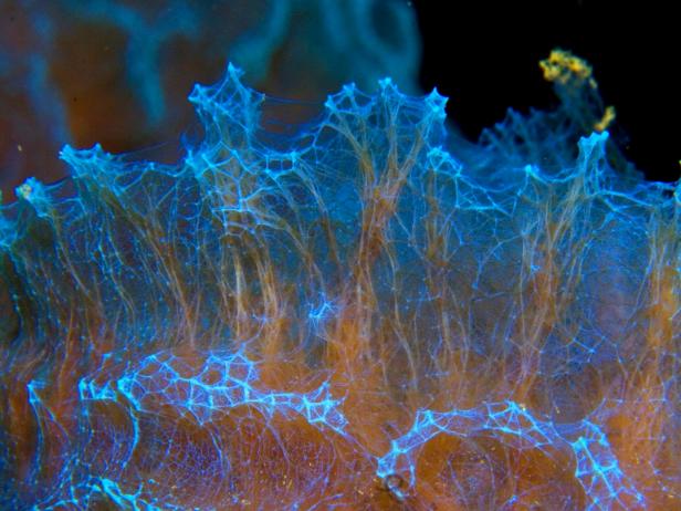 Underwater Underwater