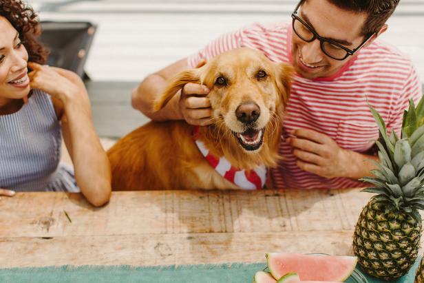 Travel with dogs Travel with dogs
