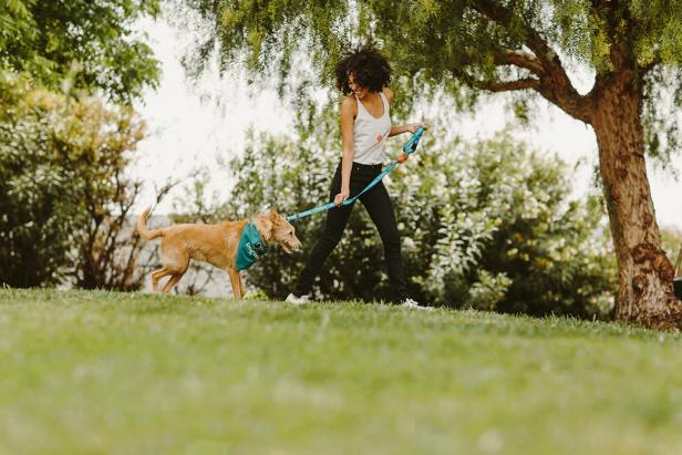 Travel with dogs Travel with dogs