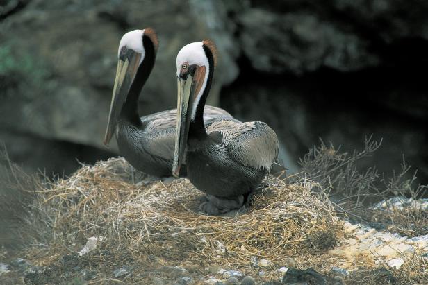 Brown Pelicans Brown Pelicans