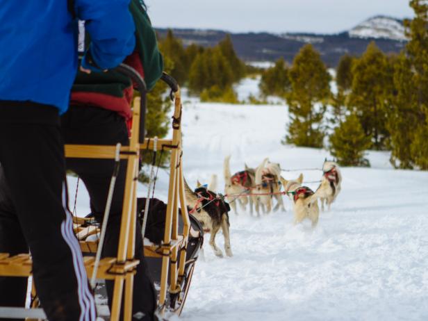 Dog Sledding Dog Sledding