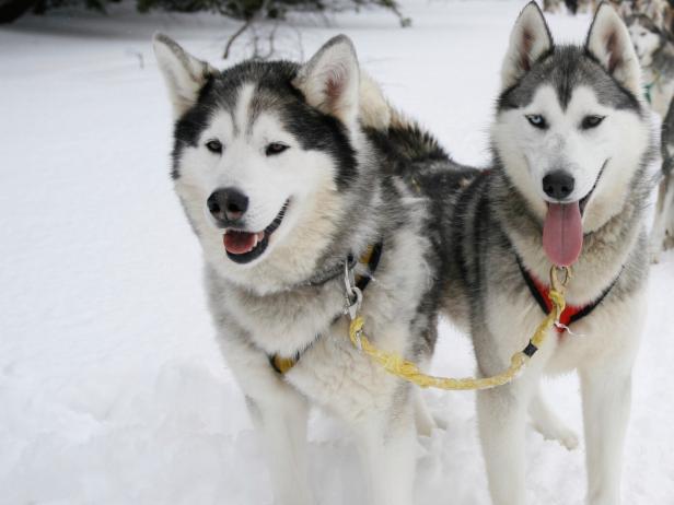 Dog Sledding Dog Sledding