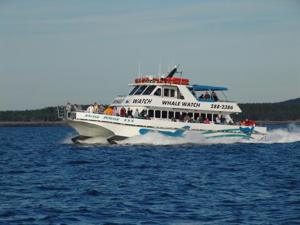 Whale Watching Whale Watching