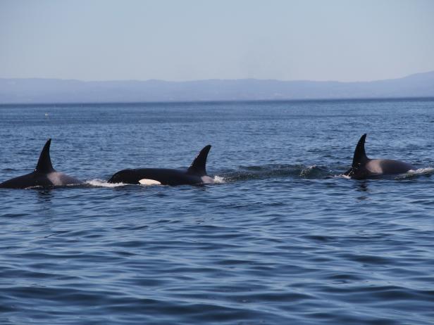 Whales Whales