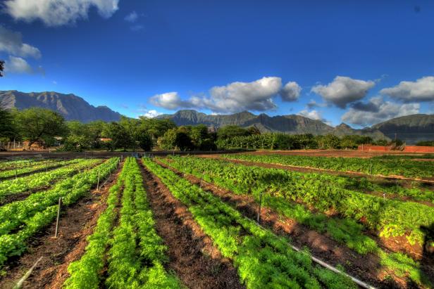 Ka'ala Farm in Hawaii Ka'ala Farm in Hawaii