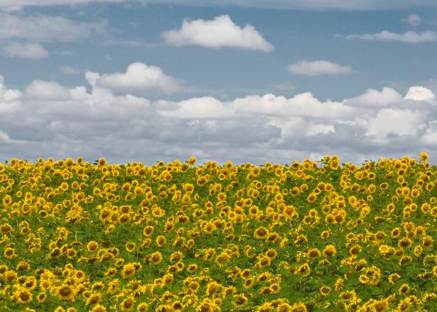 Nebraska Sunflowers Nebraska Sunflowers