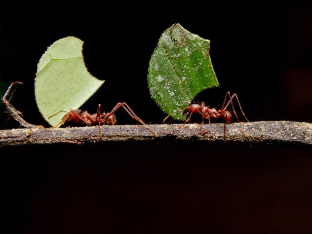 Leaf cutter ants can carry 20 times their body weight and can be seen at work in the Houston Zoo insect museum. 