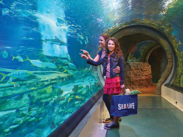 Go Under the Sea at SEA LIFE Arizona Aquarium
Go Under the Sea at SEA LIFE Arizona Aquarium